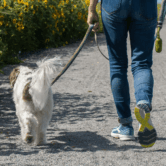A person walking their dog down a sidewalk