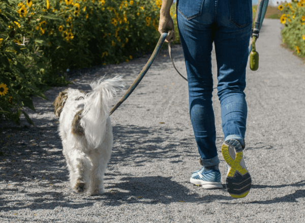 A person walking their dog down a sidewalk