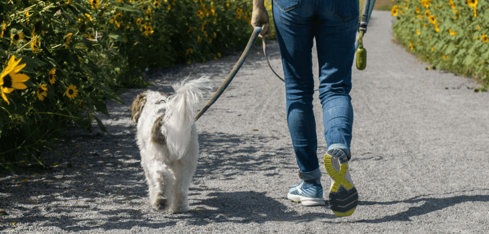A person walking their dog down a sidewalk