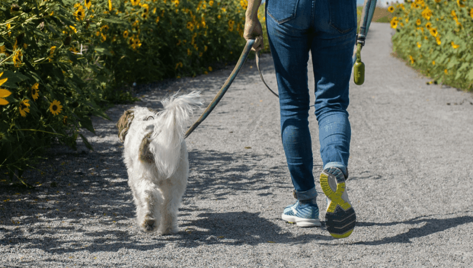 A person walking their dog down a sidewalk